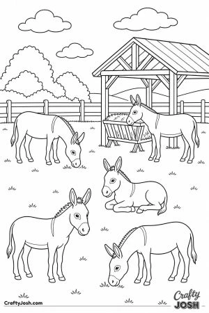 Donkeys at a donkey sanctuary