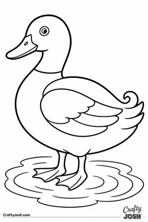 Drake with a curly tail feather