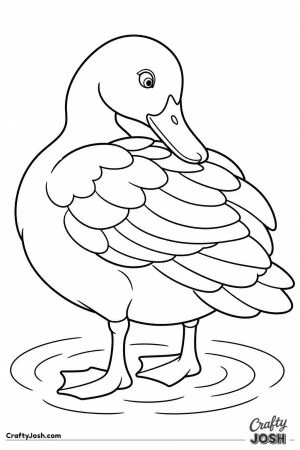 Duck preening its feathers