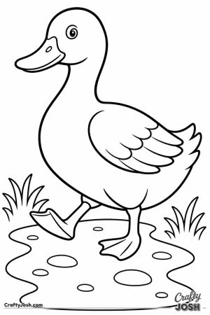 Duck waddling along