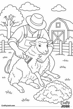 Farmer shearing a sheep