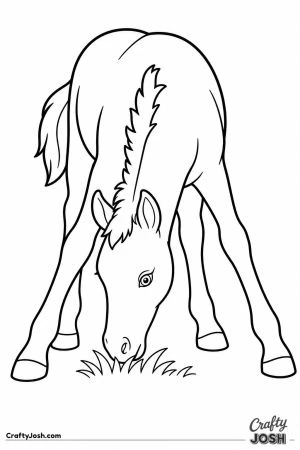 Foal splaying its long legs to reach the grass