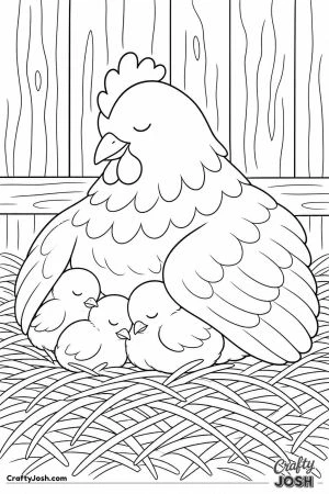Hen tucking her chicks under her at bedtime