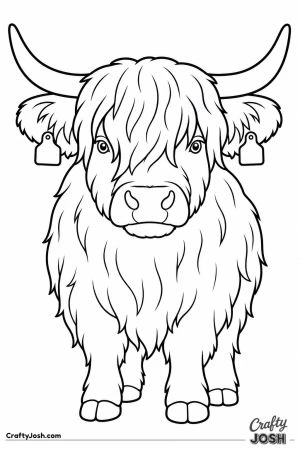 Highland cow with a shaggy fringe and long horns