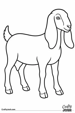 Nubian goat with long droopy ears