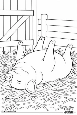 Pig asleep on its back with legs in the air