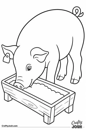 Pig eating from a trough