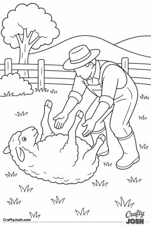 Sheep rolling on its back