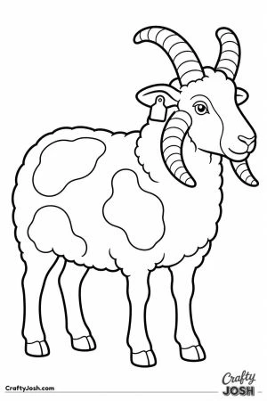 Sheep with four horns