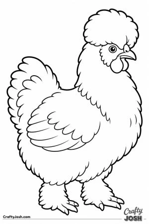 Silkie chicken with fluffy feathers